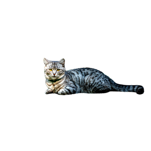 A Gray Tabby Cat Lying On A Sunny Path Outdoors, Showcasing Its Relaxed Demeanor. 13994 - Cat PNG image with transparent background